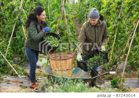Woman and man picking haricot in vegetable garden Woman and man picking haricot in vegetable garden 87243014