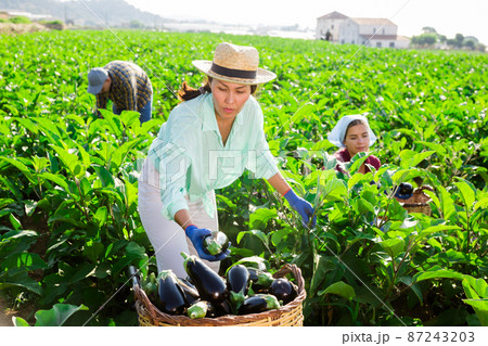 Asian female farmer collects eggplants by putting them in a basket Asian female farmer collects eggplants by putting them in a basket 87243203