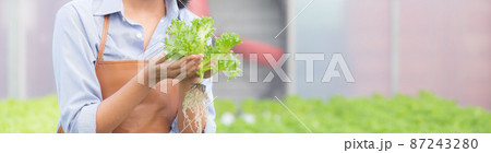 Young asian woman working in hydroponic system vegetables organic lettuce farm. Young asian woman working in hydroponic system vegetables organic lettuce farm. 87243280