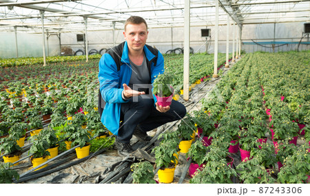 Man controlling quality of tomato seedlings Man controlling quality of tomato seedlings 87243306