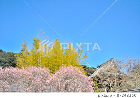 大河ドラマで話題の北条家ゆかりの地、修善寺 大河ドラマで話題の北条家ゆかりの地、修善寺 87243350