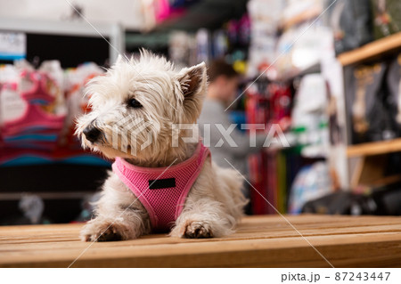 West highland terrier dog sitting in petshop West highland terrier dog sitting in petshop 87243447