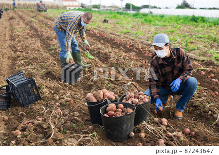Man and woman in masks harvesting potatoes on plantation Man and woman in masks harvesting potatoes on plantation 87243647