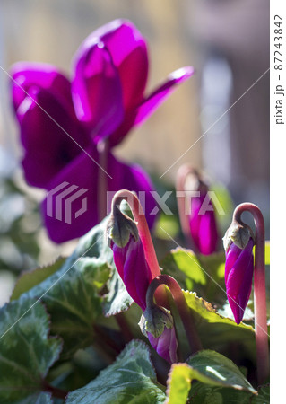 早春の日向に咲いたシクラメン 早春の日向に咲いたシクラメン 87243842