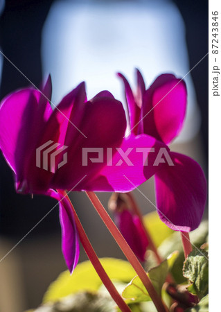 早春の日向に咲いたシクラメン 早春の日向に咲いたシクラメン 87243846