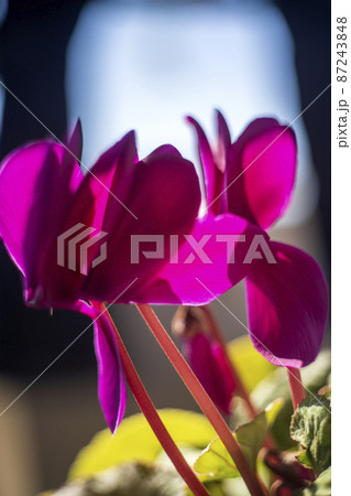 早春の日向に咲いたシクラメン 早春の日向に咲いたシクラメン 87243848