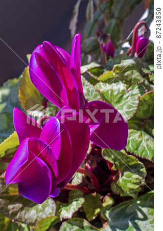 早春の日向に咲いたシクラメン 早春の日向に咲いたシクラメン 87243850