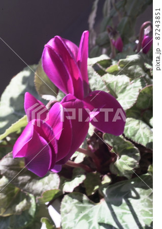 早春の日向に咲いたシクラメン 早春の日向に咲いたシクラメン 87243851