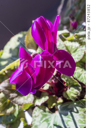 早春の日向に咲いたシクラメン 早春の日向に咲いたシクラメン 87243852