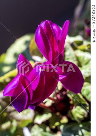 早春の日向に咲いたシクラメン 早春の日向に咲いたシクラメン 87243853