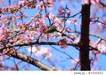 室戸の河津桜にとまるメジロ 室戸の河津桜にとまるメジロ 87245052