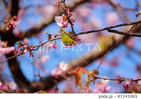 室戸の河津桜にとまるメジロ　 87245065