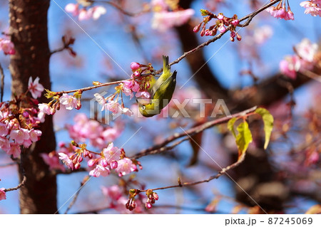 室戸の河津桜にとまるメジロ 室戸の河津桜にとまるメジロ 87245069