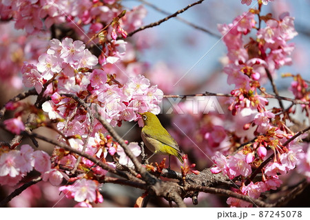 室戸の河津桜にとまるメジロ　 87245078