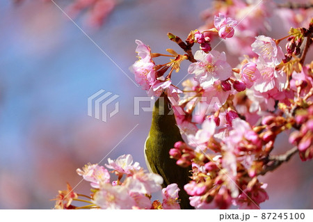 室戸の河津桜にとまるメジロ　 87245100