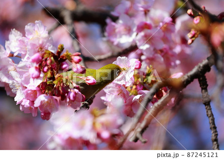 室戸の河津桜にとまるメジロ　 87245121