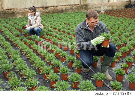 Man florist looking for plant of white perc in pots while gardening 87245307