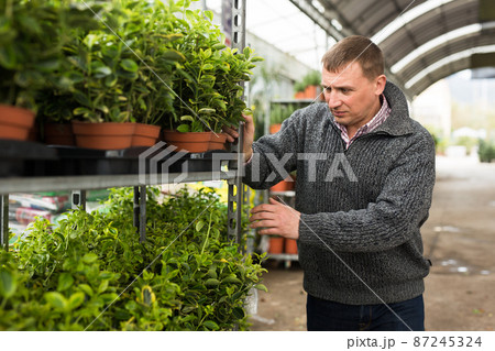 Male customer chooses houseplants in flower shop Male customer chooses houseplants in flower shop 87245324