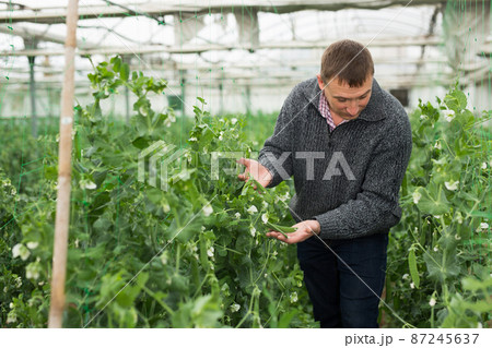 Man gardener attentively working with pea and soy seedlings 87245637