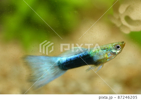 Guppy (Poecilia reticulata) Guppy (Poecilia reticulata) 87246205