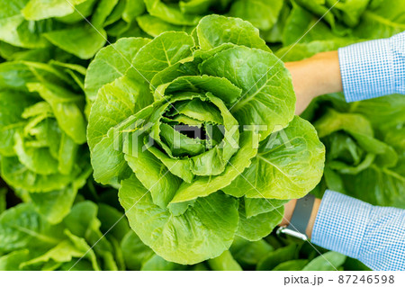 Male farmer picking Romaine vegetables in the evening 87246598
