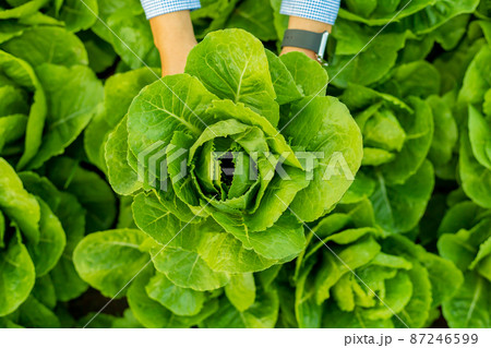 Male farmer picking Romaine vegetables in the evening Male farmer picking Romaine vegetables in the evening 87246599