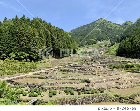 田植えが始まった棚田［四谷千枚田/愛知県新城市］ 87246768