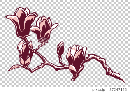 A branch of purple magnolia with five flowers, drawn with a brush and painted in two colors A branch of purple magnolia with five flowers, drawn with a brush and painted in two colors 87247153