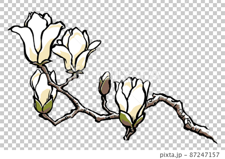 5輪の花を付けた白木蓮の枝　筆描き・マット塗り 87247157