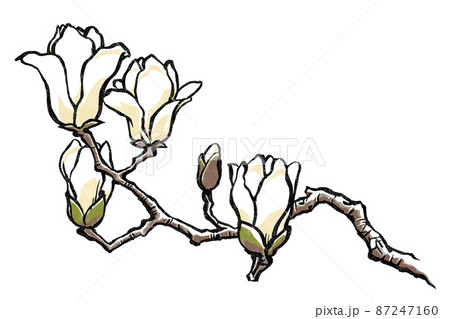 5輪の花を付けた白木蓮の枝 版画風のイラスト素材