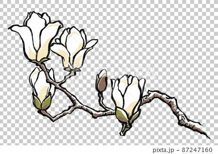 5輪の花を付けた白木蓮の枝 版画風のイラスト素材