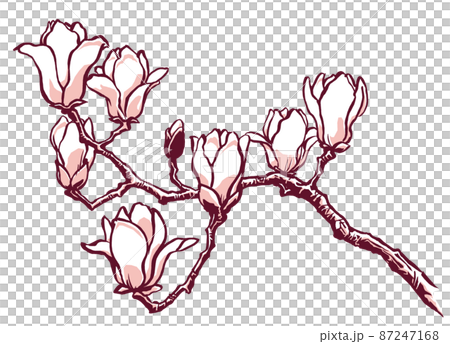 Yulan magnolia branch with 8 flowers, drawn with a brush and painted in 2 colors Yulan magnolia branch with 8 flowers, drawn with a brush and painted in 2 colors 87247168