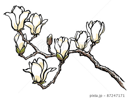 8輪の花を付けた白木蓮の枝 筆描き マット塗りのイラスト素材