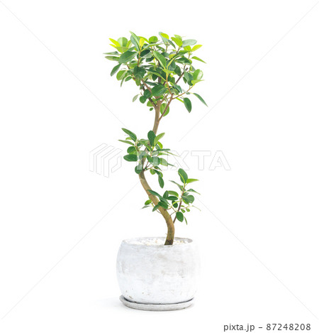 観葉植物、フィカス・ルビギノサ（フランスゴム）の鉢植え【白背景】 87248208