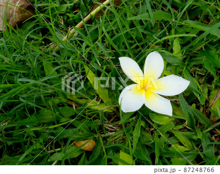草原に落ちている南国の花プルメリア 87248766