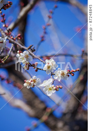 梅の花と青空の背景 梅の花と青空の背景 87248845
