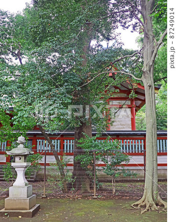 世田谷八幡宮（世田谷） 87249014