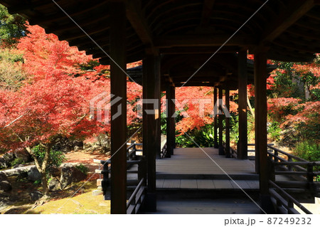 秋の東本願寺　渉成園　紅葉風景 87249232