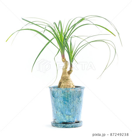 観葉植物、トックリランの鉢植え【白背景】 観葉植物、トックリランの鉢植え【白背景】 87249238