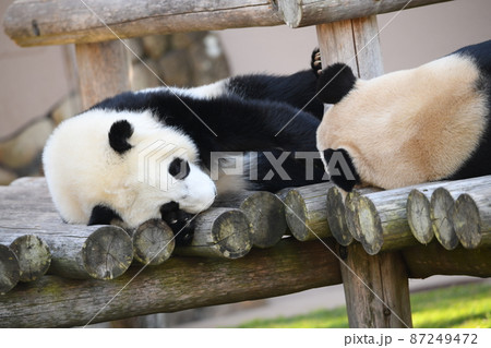 ウッドデッキでまどろむ親子パンダ 87249472