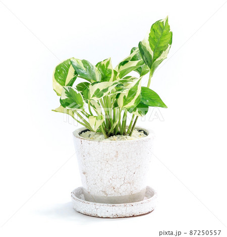 観葉植物、ポトス・エンジョイの鉢植え【白背景】 観葉植物、ポトス・エンジョイの鉢植え【白背景】 87250557