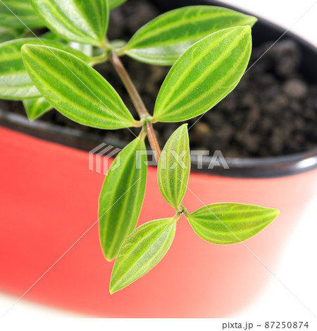 観葉植物、ペペロミア・フォレットの葉 観葉植物、ペペロミア・フォレットの葉 87250874