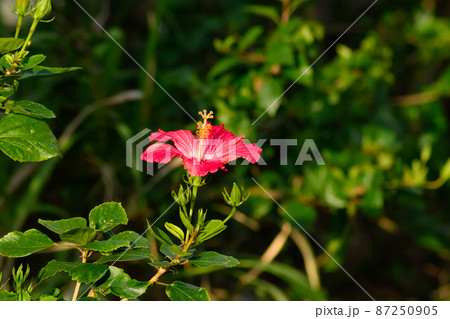 西陽に照らされるハイビスカス 87250905