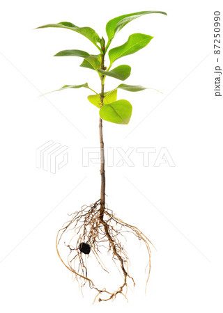 seedling of lilac with exposed roots is isolated seedling of lilac with exposed roots is isolated 87250990