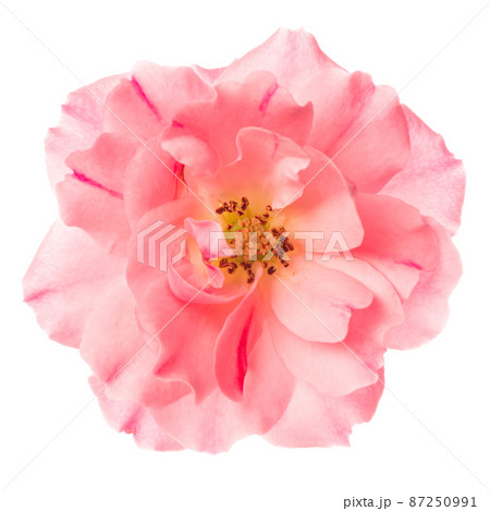 head of single romantic beautiful pink rose flower 87250991