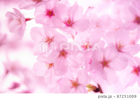 branch of pink spring Cherry blossom flowers branch of pink spring Cherry blossom flowers 87251009