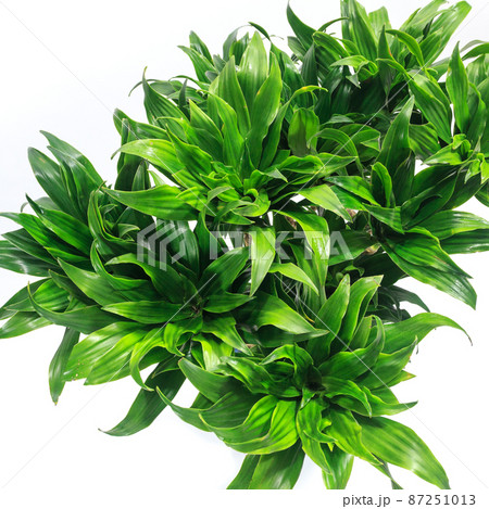 観葉植物、ドラセナ・コンパクタの葉【白背景】 87251013