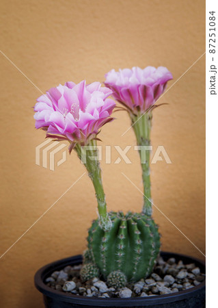 pink flower of echinopsis cactus blooming  in planting pot 87251084