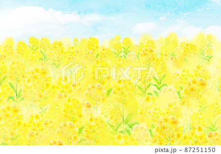 菜の花畑　背景素材　水彩イラスト 87251150