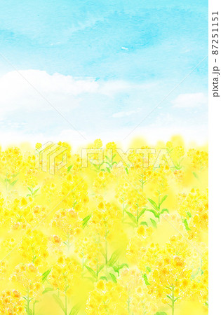 菜の花畑 背景素材 水彩イラストのイラスト素材